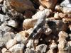 Oedipoda germanica germanica